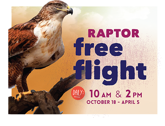 Raptor free flight - daily at 10am and 2pm - October 18, 2014 to April 5, 2015
