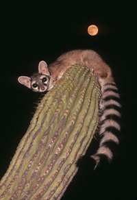 Ringtail on Saguaro with blood moon behind