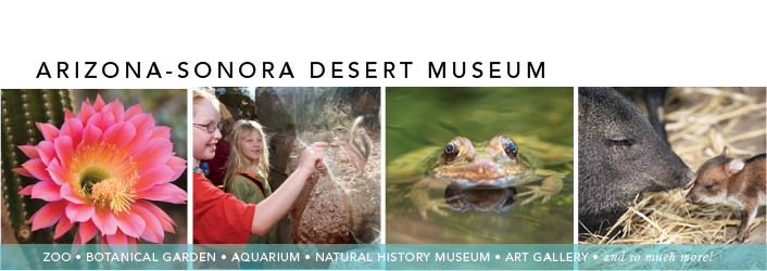 Images of the Desert Museum