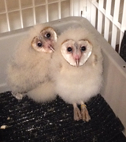 Baby Barn Owls in their fluffy stage of life