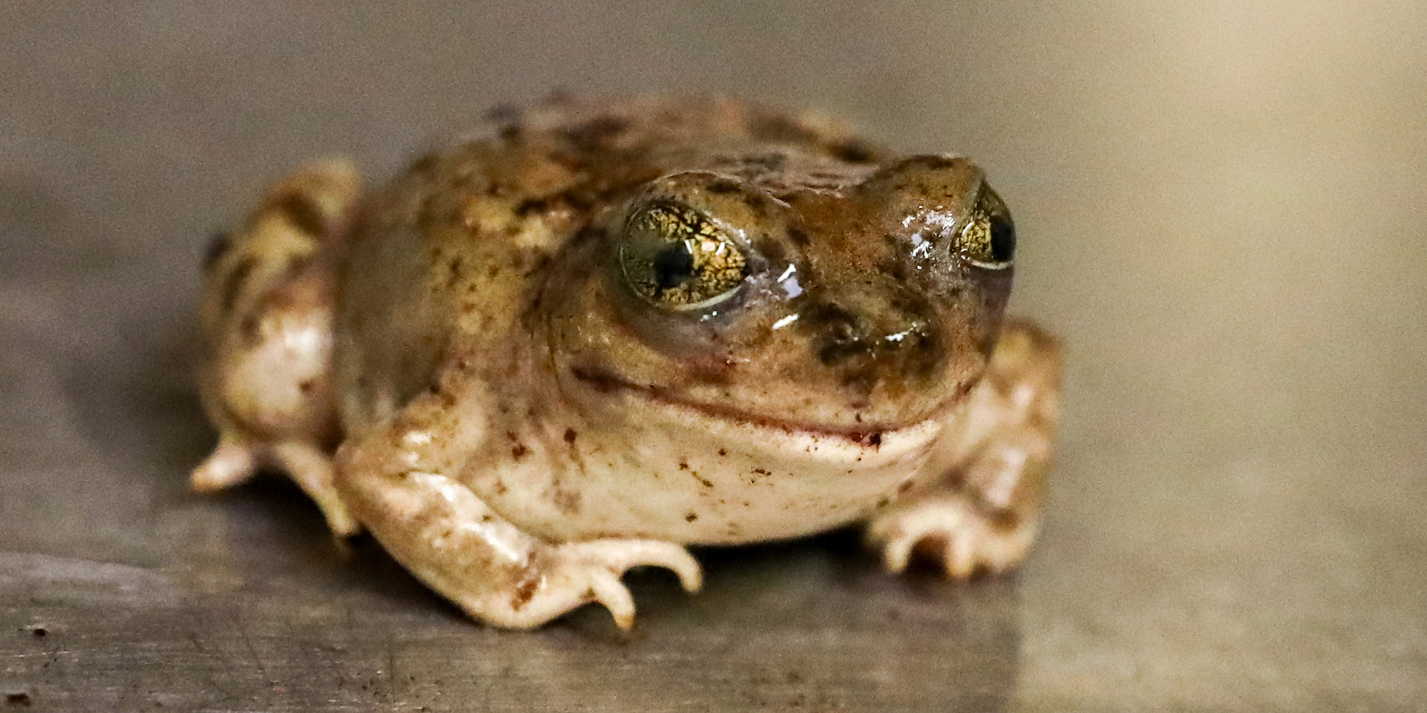 Spadefoot Photo