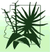 Logo - AZNPS