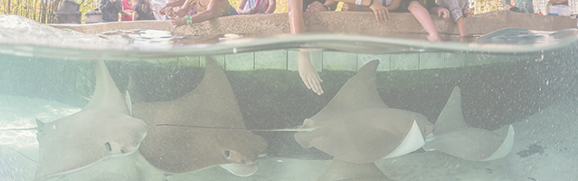 Stingrays and children