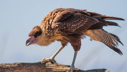 Caracara