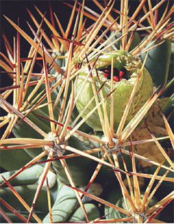 The endangered Pima Pineapple Cactus - credit Rhonda Nass