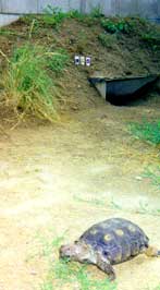 artificial burrow and tortoise