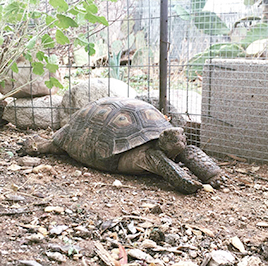 Tortoise enjoying his new, secure backyard home