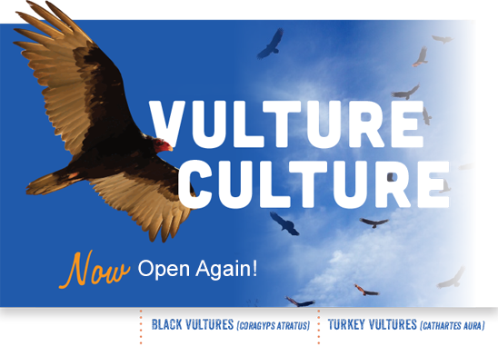 Vulture Culture - Now open again!