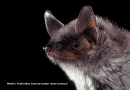 fringed myotis