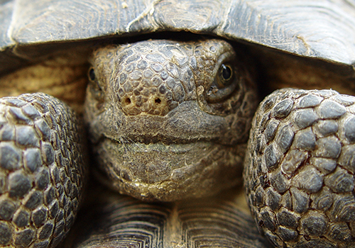 Desert Tortoise
