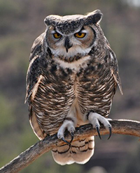 Great horned owl