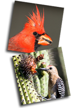 Cardinal and Woodpecker beak photos