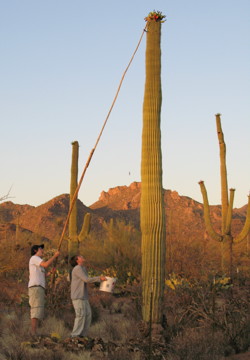 Gathering saguaro fruit