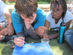Scientific experiment in the field