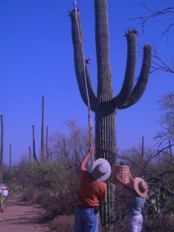 Jr. Docents at work