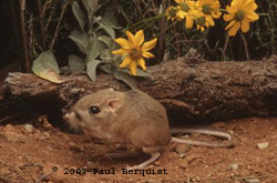 Photo of kangaroo rat by Paul Berquist