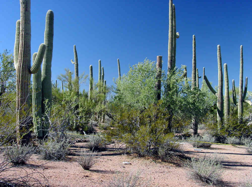  growing in densities exceeded only in Saguaro National Park.