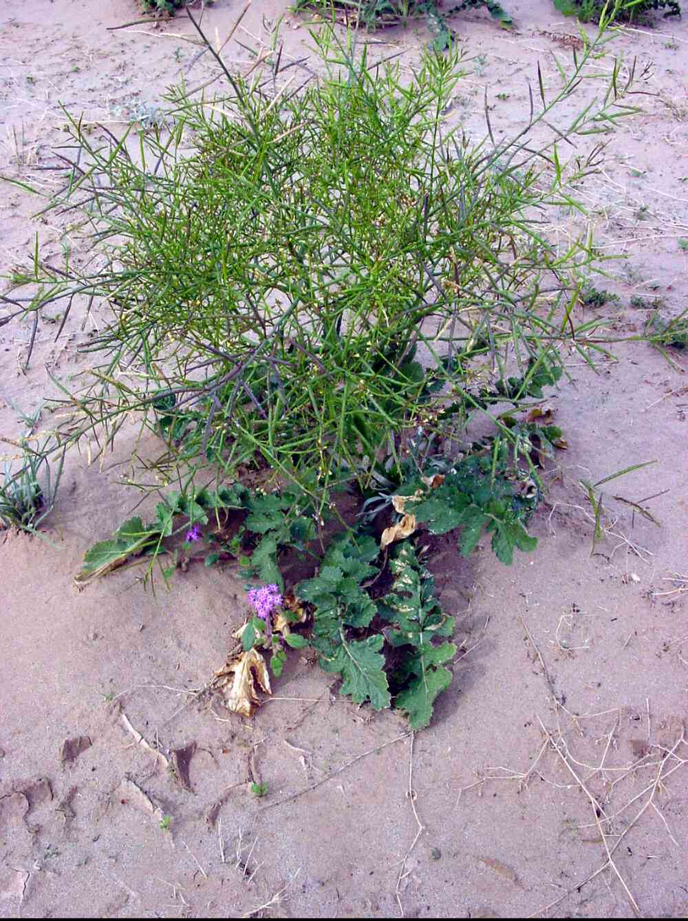 sahara desert plants sahara desert plants