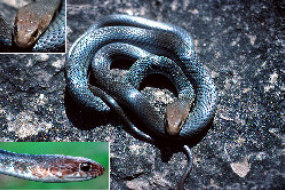 Neotropical Whipsnake