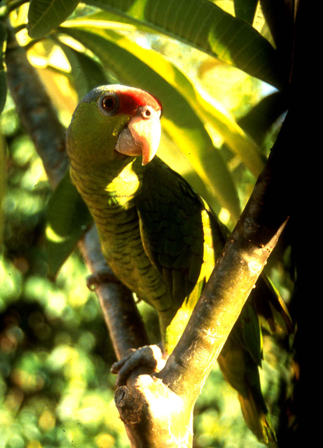  very common in coastal thornscrub and open tropical deciduous forest.