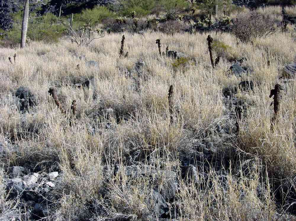 Arizona Vegetation