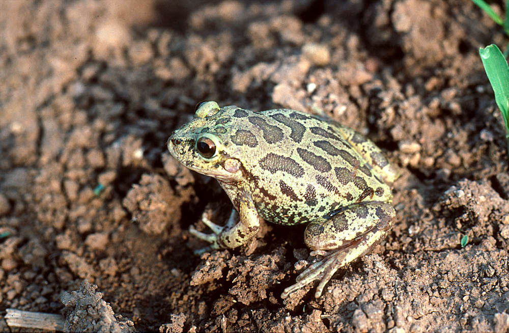 Many animals that live in tropical deciduous forest in Sonora also occur in Many animals that live in tropical deciduous forest in Sonora also occur in