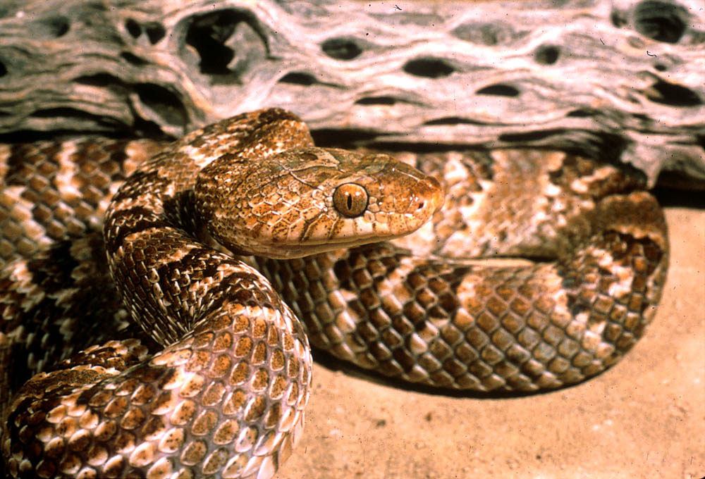 Lyre Snake