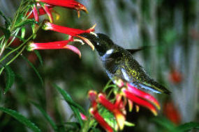 Hummingbird drinking from flower