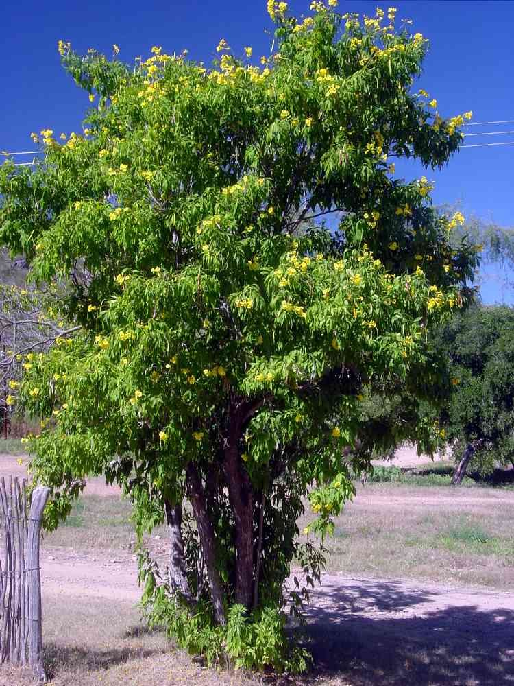 Alamos Trees; stans var.a anjustata