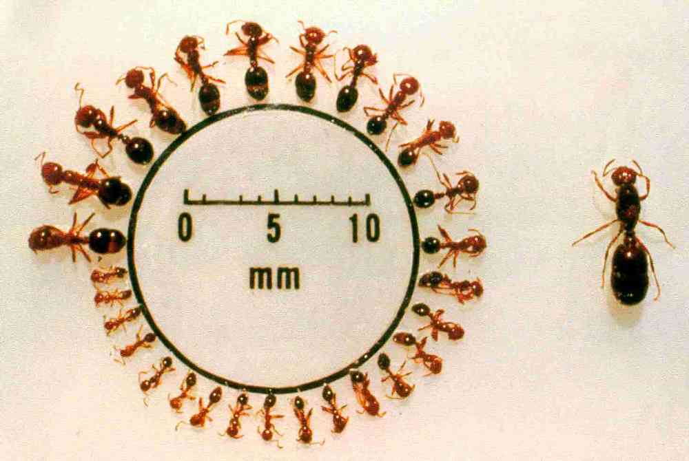 fire ant id and sizes