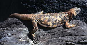 Isla San Esteban chuckwalla (Sauromalus varius)