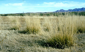 Biotic features in an open grassland
