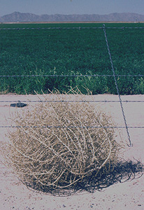 invasive_tumbleweed.jpg