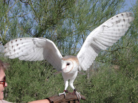 barnowl02_450.jpg