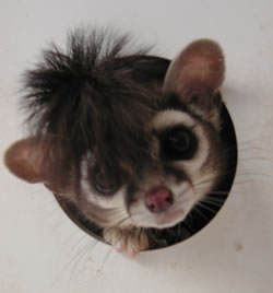 Coati