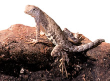 Lizard on rock