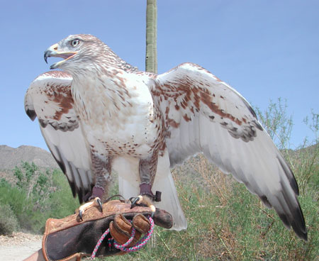 http://www.desertmuseum.org/visit/images/ferg02_450.jpg