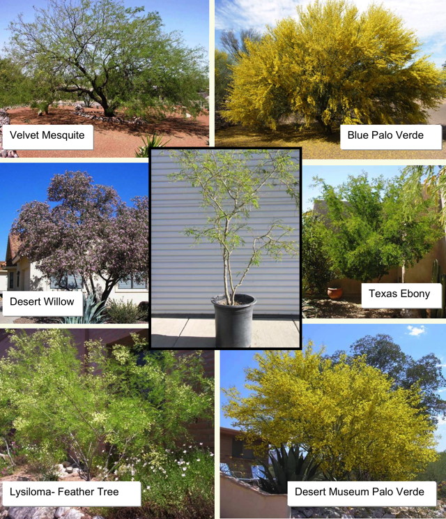Pictures of various desert trees