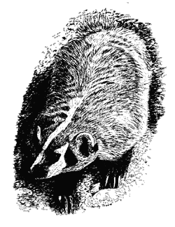 Illustration of a badger