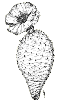 Illustraton of beavewrtail cactus