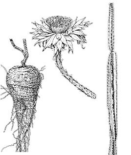 Illustration of a night-blooming cereus