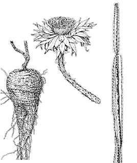 Illustration of a night-blooming cereus