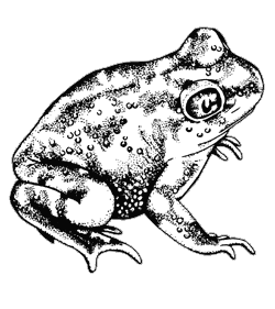 Spadefoot toad illustration