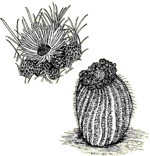 Illustration of a Coville barrel cactus