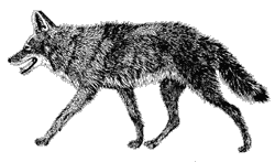 Line drawing of a coyote