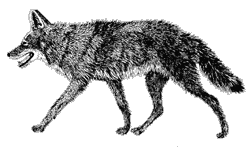 Line drawing of a coyote