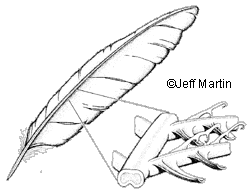 feather structure