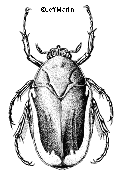 Fig beetle
