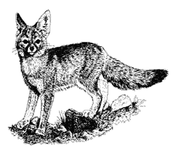 Line drawing of a kit fox