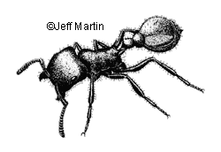 Harvester Ant